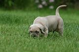 CANE CORSO 1056